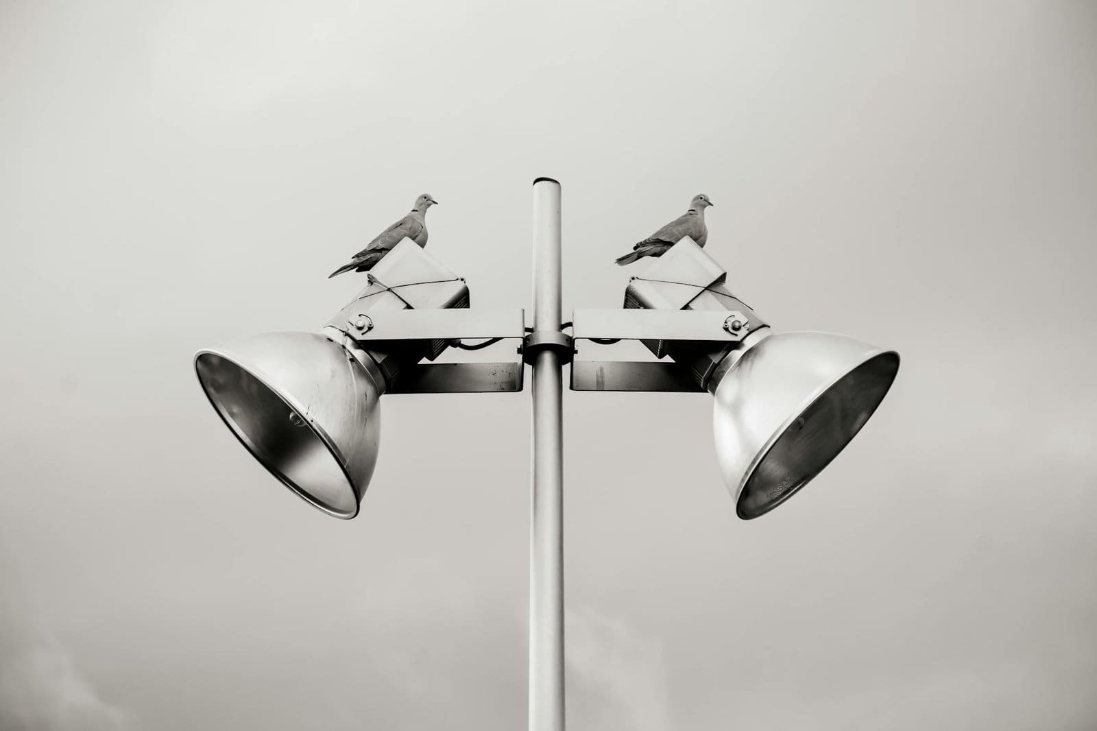 two pigeon perched on white track light